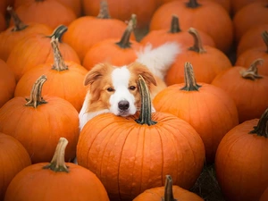 Border Collie, pumpkin