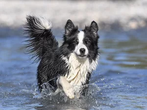 water, spray, dog, Border Collie, running
