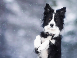 Border Collie, winter