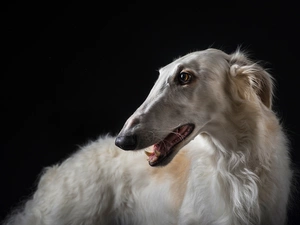 Russian Chart, dog, Borzoi