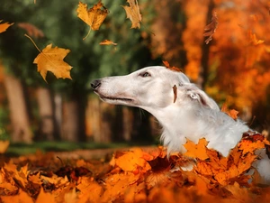 Park, Leaf, Russian Chart, Red, autumn, dog, Borzoi