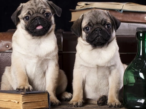 pugs, Bottles, Dogs