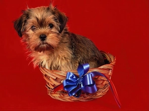 basket, bow, dog