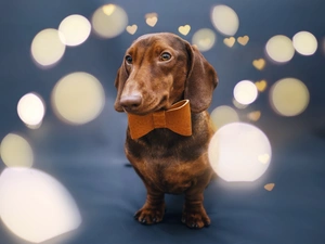 Brown, dog-collar, bow tie, Dachshund Shorthair