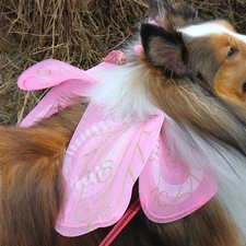 grass, bow, sheep-dog, Long-haired Scottish