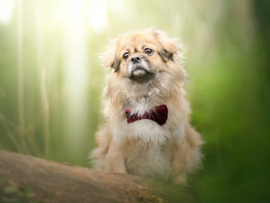 dog, red hot, bow tie, pekinese