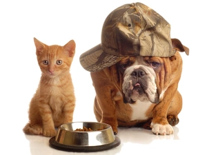 bowl, cat, dog, Hat
