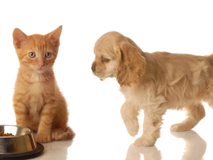 bowl, Metal, dog, cat