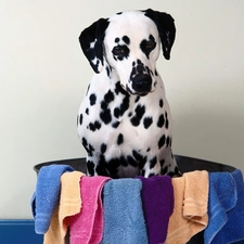 bowl, Towels, dog, Dalmatian