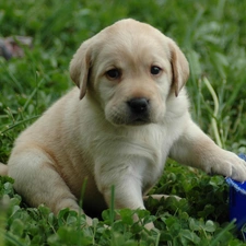 puppie, bowl, small