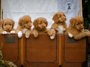 retriever, box, sweet, puppies, five