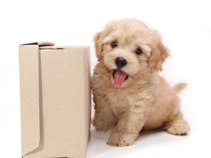 Box, Puppy, Tounge