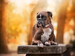 boxer, Bench