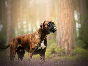 dog, heathers, forest, boxer