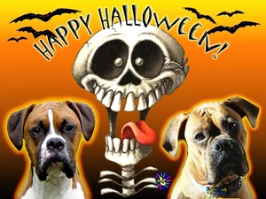boxer, halloween, dog