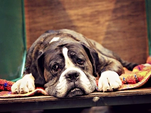 boxer, lying, dog
