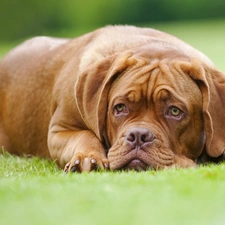 Dog de Bordeaux, lying