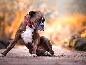 dog-collar, sitter, boxer