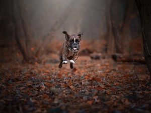 boxer, Leaf, running
