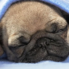 pug, sleepy