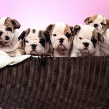 puppies, Bulldogs, basket