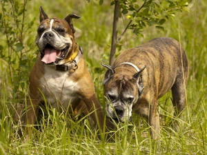 boxers, grass, Two cars