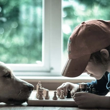 boy, chess, Golden Retriever