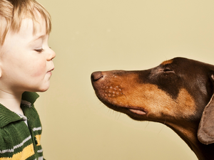 Kid, Doberman, Kiss, boy