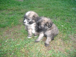 Two cars, Lion boys, grass, puppies