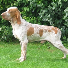 Bracco italiano, Italian Shorthair Pointer