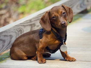 dachshund, braces, Brown