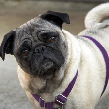 pug, braces, doggy