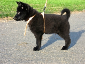 braces, Schipperke, Puppy