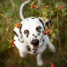 Briar, Dalmatian