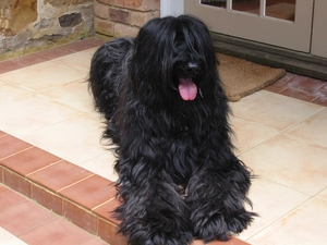 Briard, Black