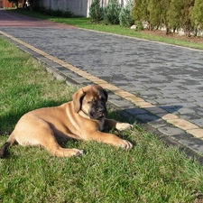 brick, English mastiff, honeyed, paving, Puppy