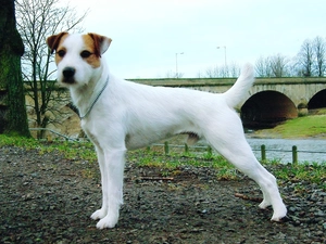 Parson Russell Terrier, bridge
