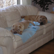 Leather, Bright, Two cars, sofa, Shar Pei