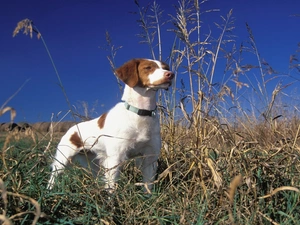 Meadow, Brittani Spaniel