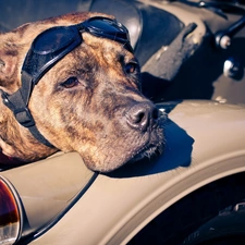 Broholmer, Motorbike, dog, Glasses