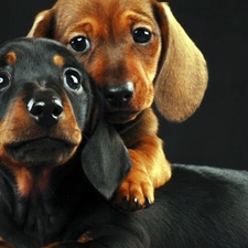 Brown, Black, Two cars, dachshunds