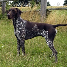 Head, Brown, German Shorthaired Pointer, dark roan coat