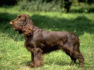 coat, Field spaniel, Brown
