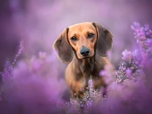 dog, dachshund, heathers, Brown