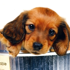 Brown, Sausage Dog, small