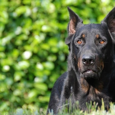 Brown, Eyes, Shepherd French Beauceron