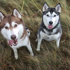 Brown, Siberian Husky, Black