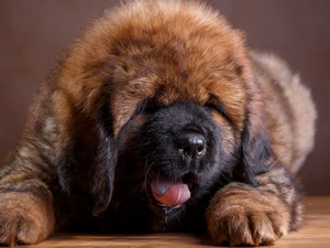 Brown, Tibetan Mastiff