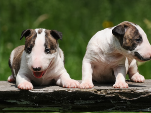 Dogs, white and brown, Bulteriery, puppies