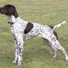 Brown, Head, German Shorthaired Pointer